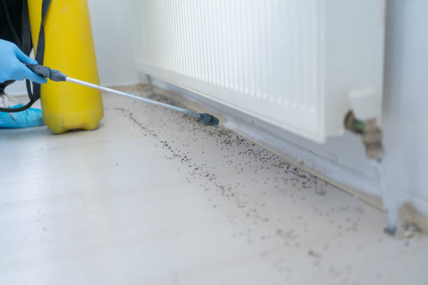 Best Affordable Pest Control Services  in Maryville, TN