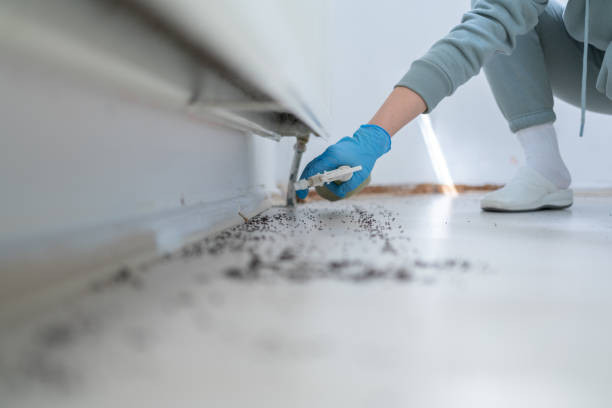 Best Insect Control  in Maryville, TN